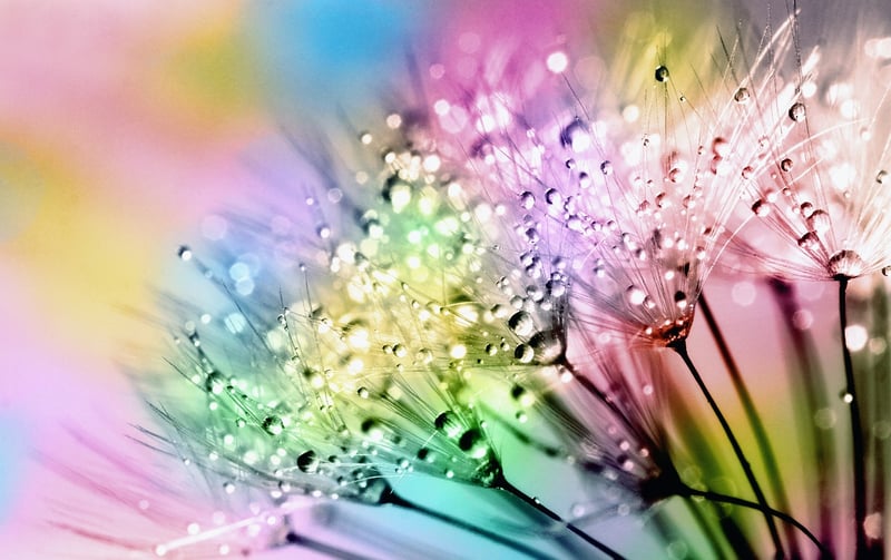 Whimsical botanicals